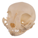 Real Domestic Cat Skull - Kitten