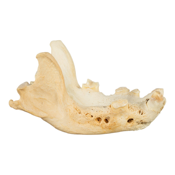 Real Striped Hyena Jaw - Periodontal