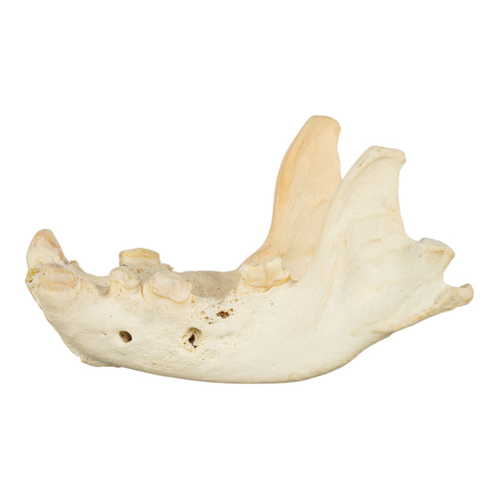 Real Striped Hyena Jaw - Periodontal