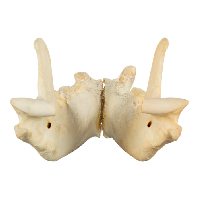 Real Striped Hyena Jaw - Periodontal