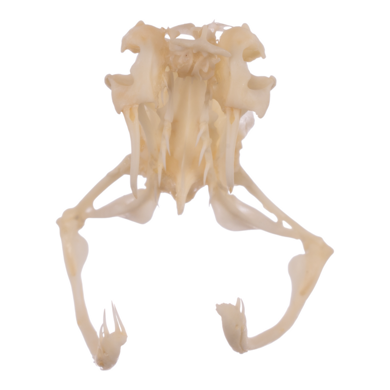 Real Western Diamondback Rattlesnake Skull