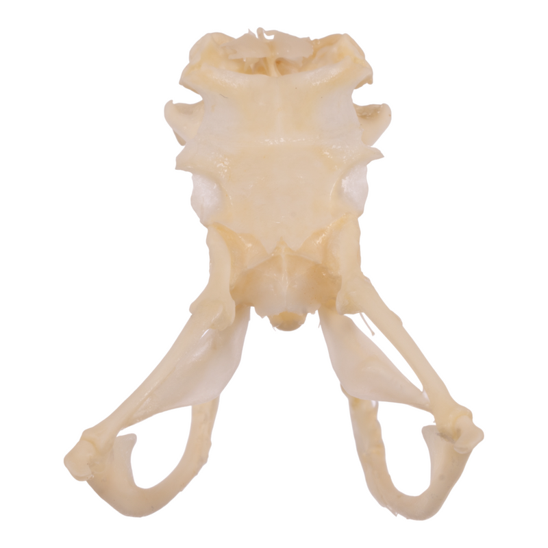 Real Western Diamondback Rattlesnake Skull