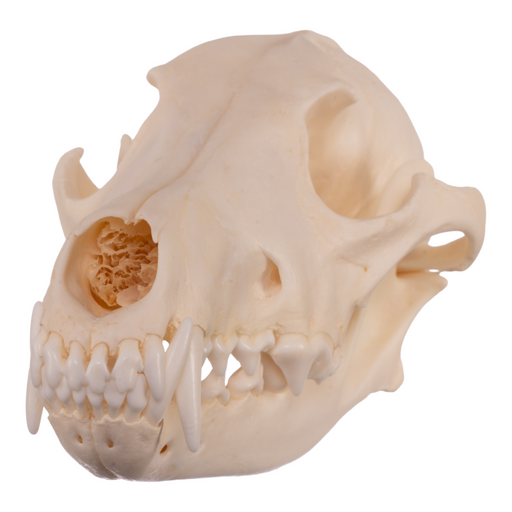 Real Coyote Skull
