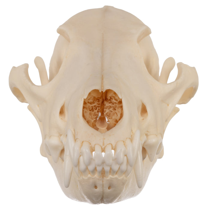 Real Coyote Skull