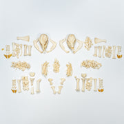 Real Two-headed Calf Skeleton - Disarticulated