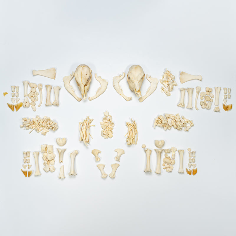 Real Two-headed Calf Skeleton - Disarticulated