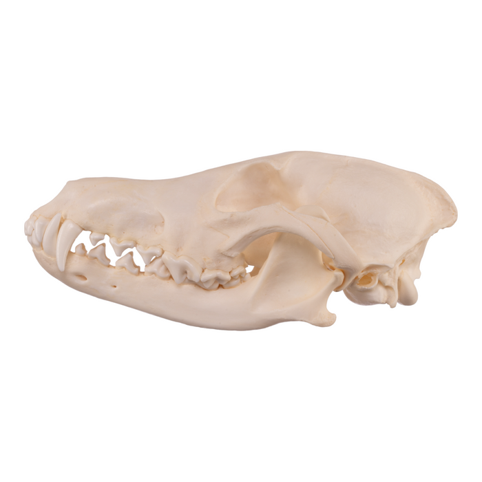Real Coyote Skull