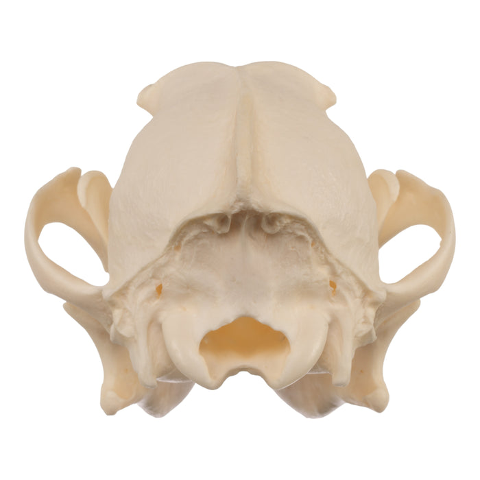 Real Coyote Skull