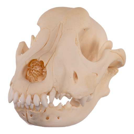 Real Domestic Dog Skull - Adolescent
