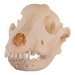 Real Domestic Dog Skull - Adolescent