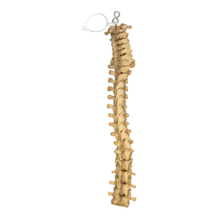Real Human Spine - Partial