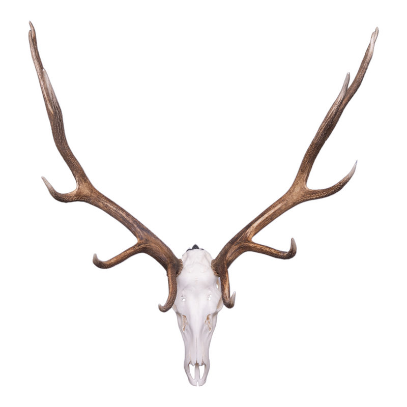 Metal Skull Mount - The 'Bull' Bracket