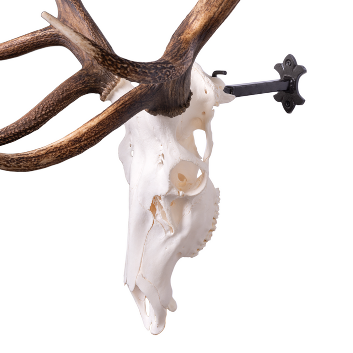 Metal Skull Mount - The 'Bull' Bracket