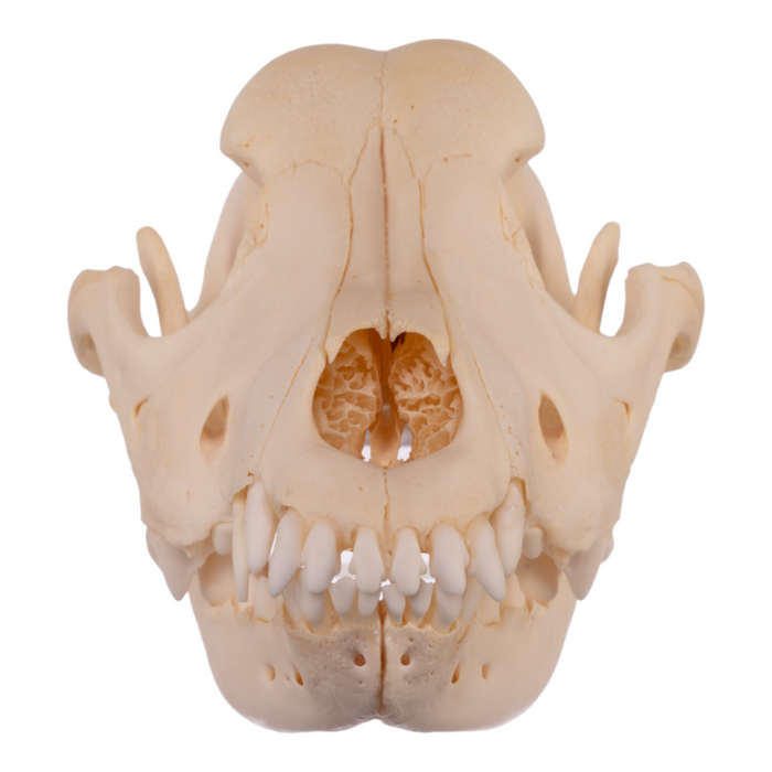 Real Domestic Dog Skull - Adolescent