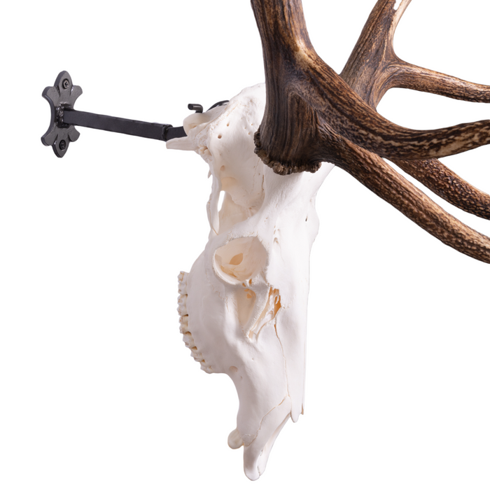 Metal Skull Mount - The 'Bull' Bracket