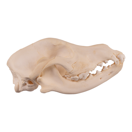 Real Domestic Dog Skull - Adolescent