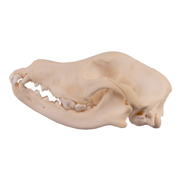Real Domestic Dog Skull - Adolescent
