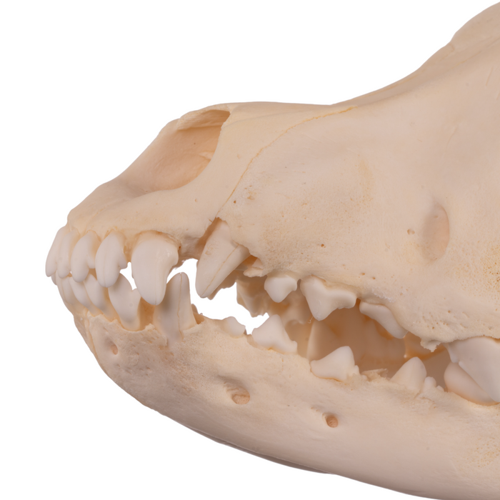 Real Domestic Dog Skull - Adolescent