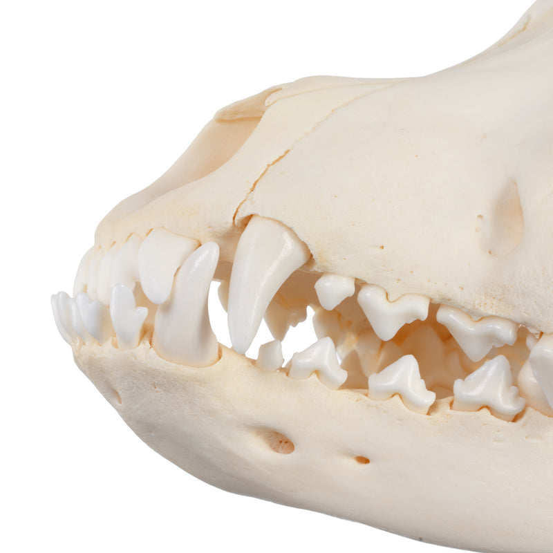 Real Domestic Dog Skull - Adolescent