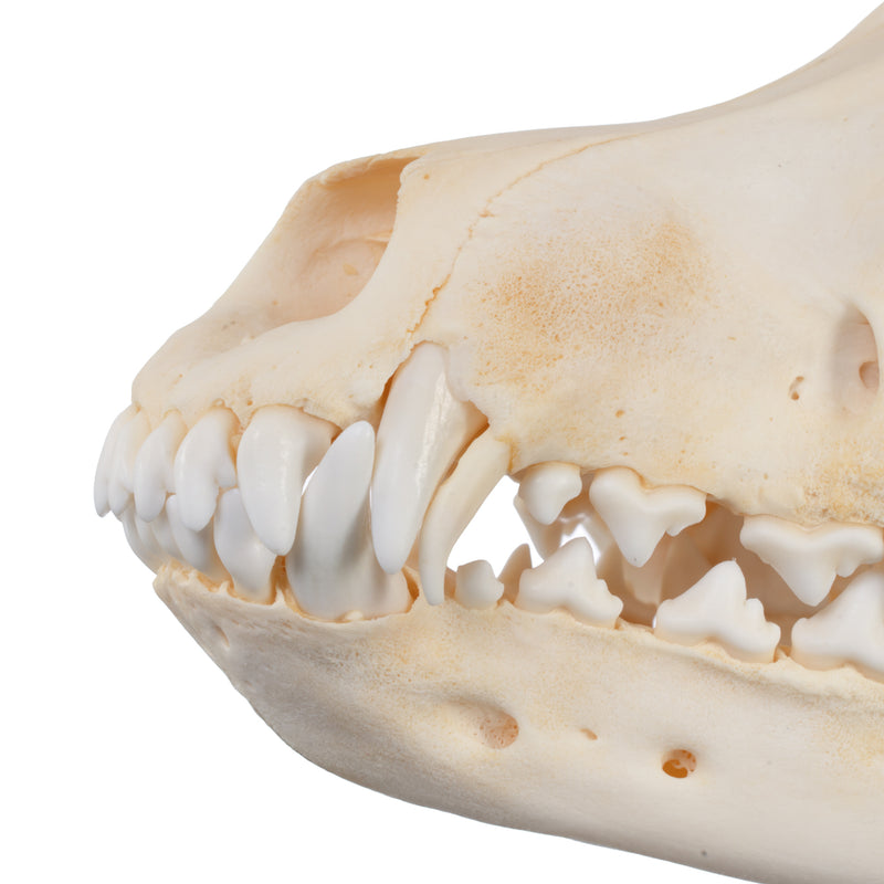 Real Domestic Dog Skull - Adolescent