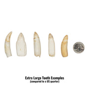 Real Alligator Tooth