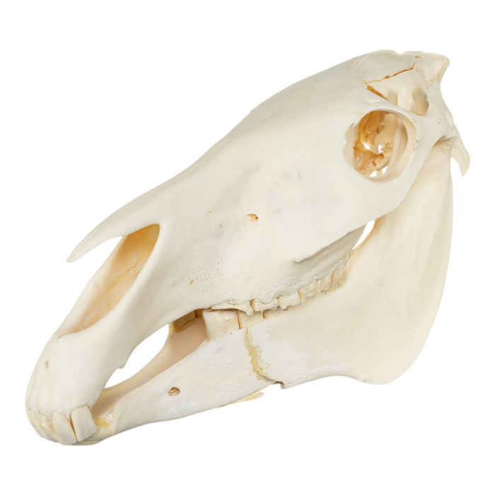 Real Horse Skeleton - Disarticulated