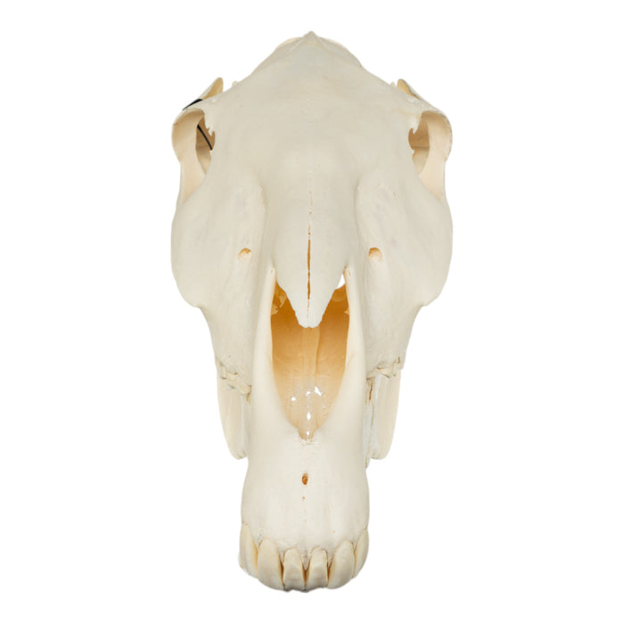 Real Horse Skeleton - Disarticulated