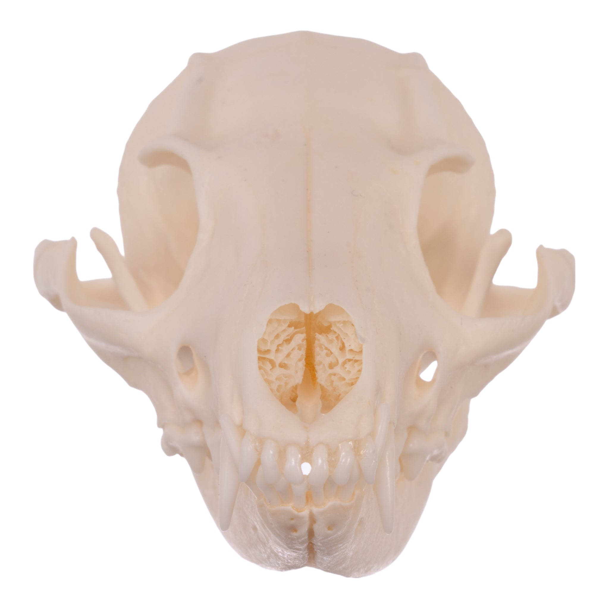 Real Gray Fox Skull For Sale — Skulls Unlimited International, Inc.