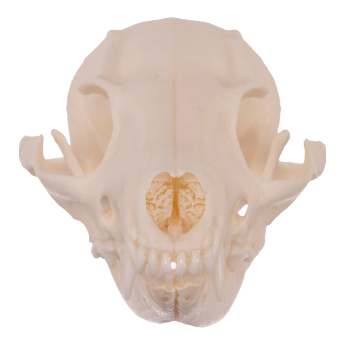Real Gray Fox Skull
