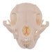 Real Gray Fox Skull