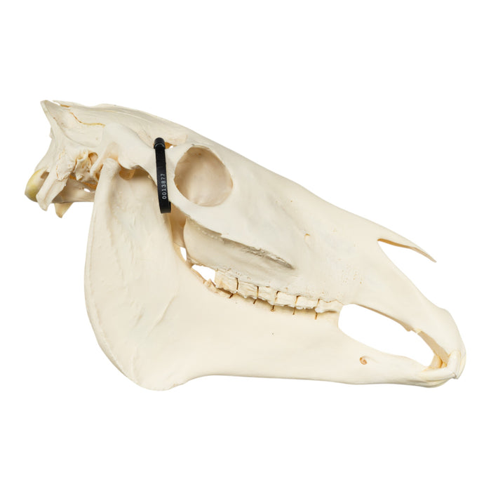 Real Horse Skeleton - Disarticulated