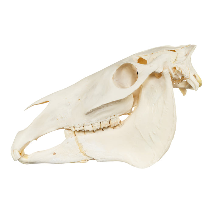 Real Horse Skeleton - Disarticulated