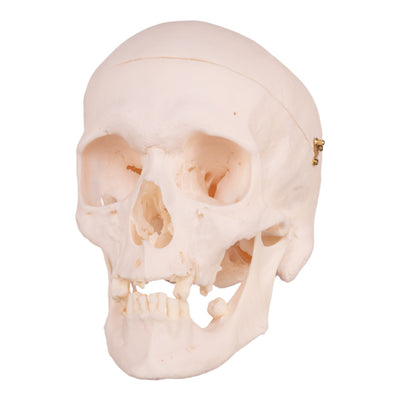 Real Research Quality Human Skull