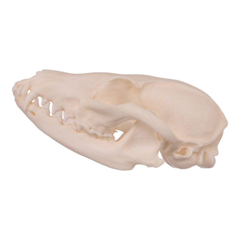 Real Gray Fox Skull