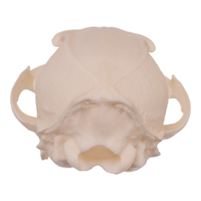 Real Gray Fox Skull
