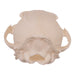 Real Gray Fox Skull