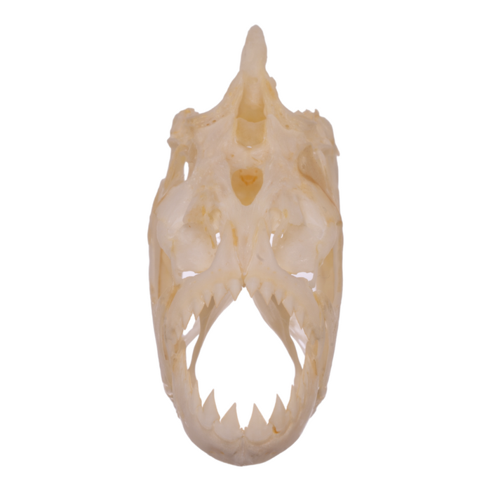 Real Red-bellied Piranha Skull