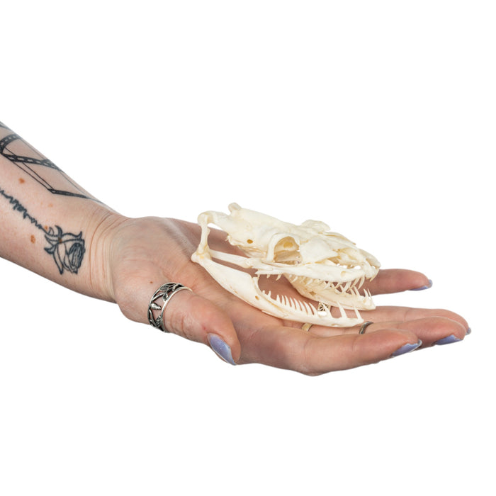 Real Reticulated Python Skull