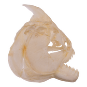 Real Red-bellied Piranha Skull