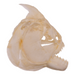 Real Red-bellied Piranha Skull