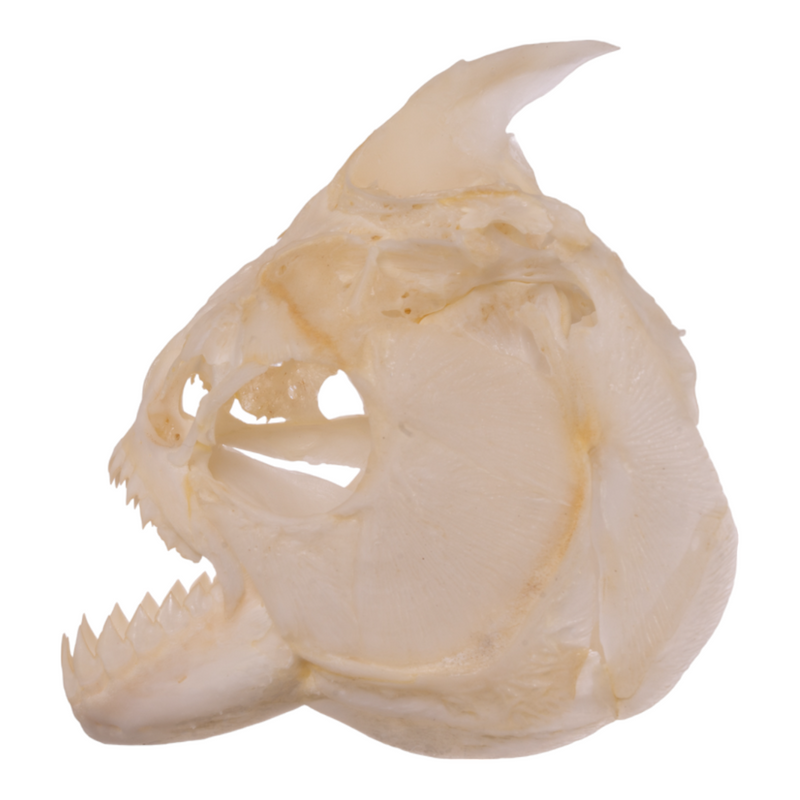 Real Red-bellied Piranha Skull