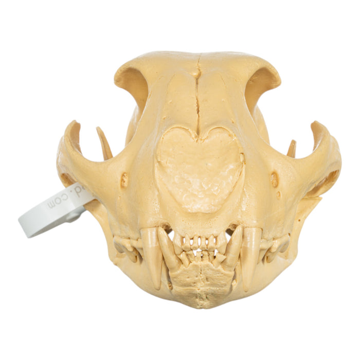 Replica Cheetah Skull