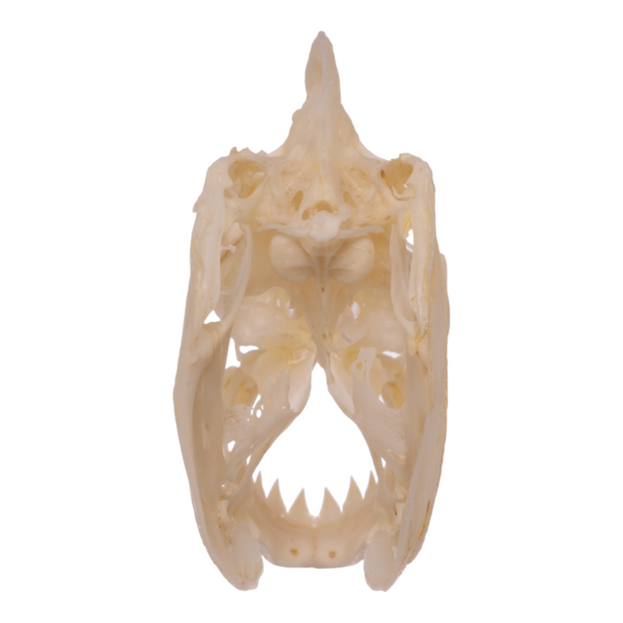 Real Red-bellied Piranha Skull