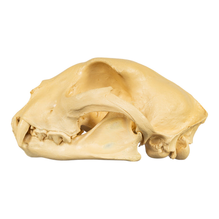 Replica Cheetah Skull