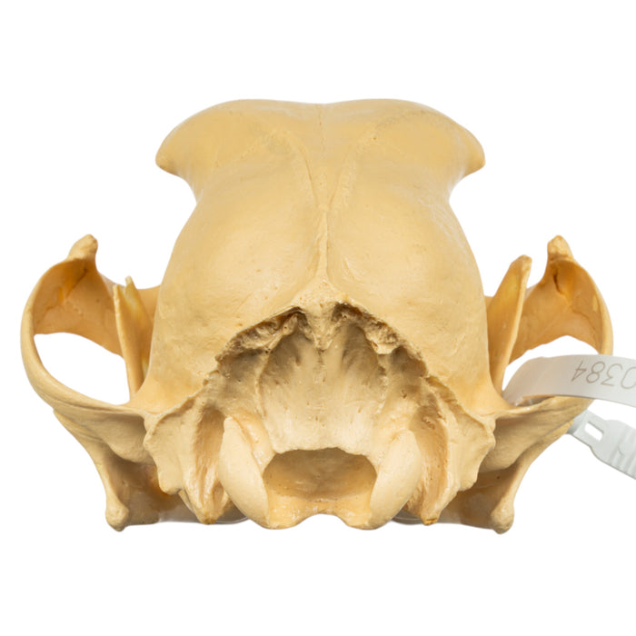 Replica Cheetah Skull