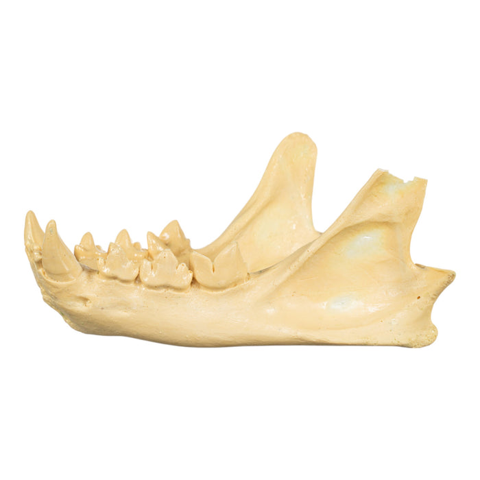 Replica Cheetah Skull
