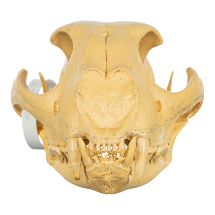 Replica Cheetah Skull