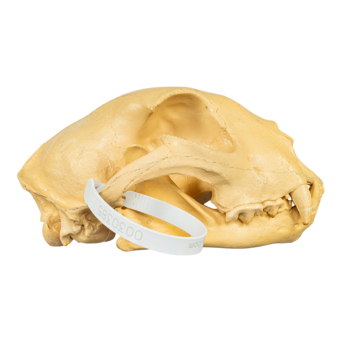 Replica Cheetah Skull