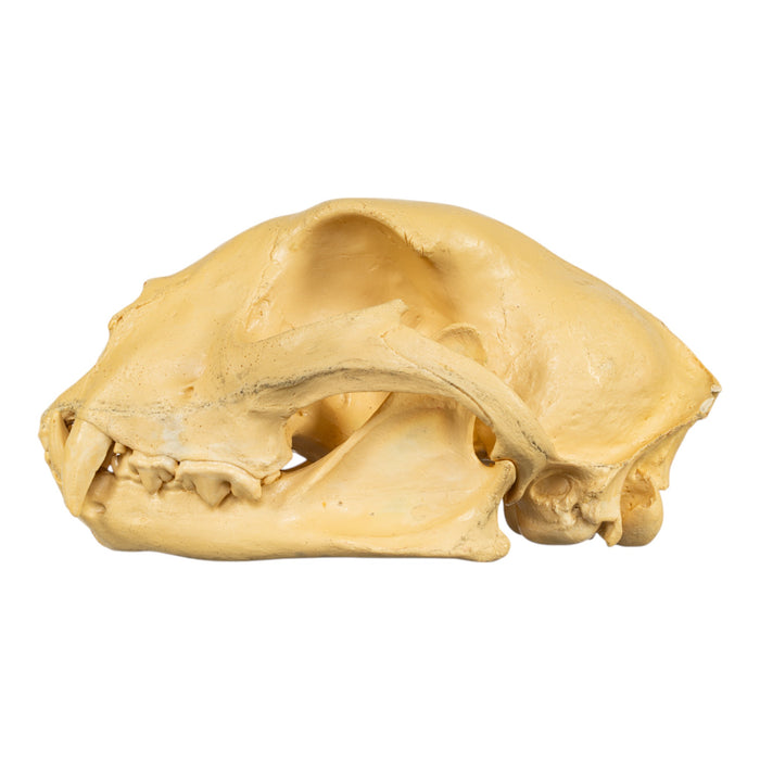 Replica Cheetah Skull