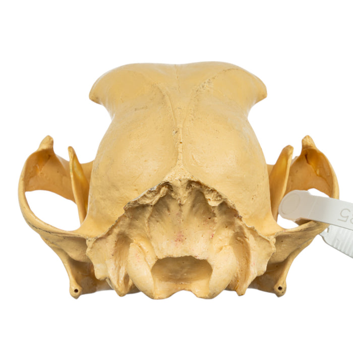 Replica Cheetah Skull